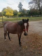 Welsh merrie te koop, Dieren en Toebehoren, Pony's, Merrie, A pony (tot 1.17m)