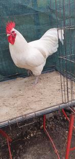 Witte australorp haan, Dieren en Toebehoren, Pluimvee, Mannelijk, Kip