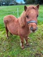 Tk Shetlander mini merrie veulen gechipt van mei, Merrie