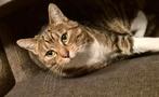 Ontzettend lieve poes, 8 jaar, Dieren en Toebehoren, Katten en Kittens | Overige Katten, Poes, Kortharig, 6 jaar of ouder