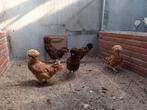 Kuifhoenders, Dieren en Toebehoren, Meerdere dieren, Kip