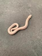 1.0 heterodon nasicus snow 100% het toffeebelly, Dieren en Toebehoren, Reptielen en Amfibieën, Slang, 0 tot 2 jaar