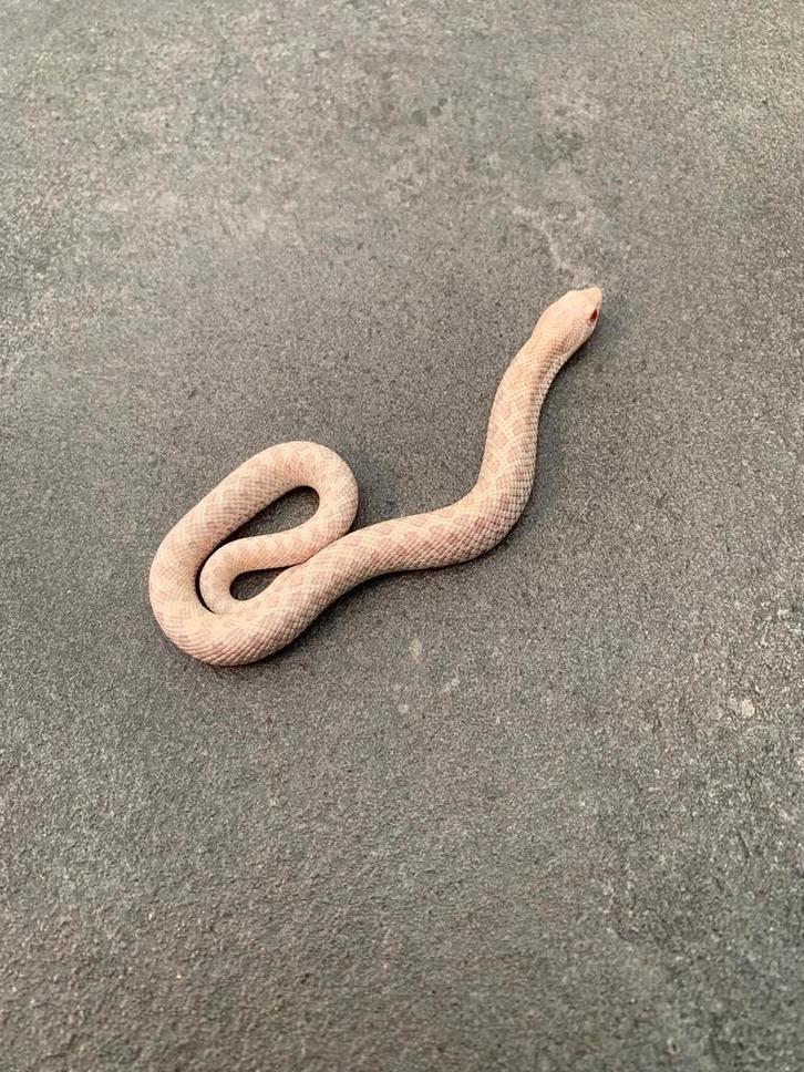 1.0 heterodon nasicus snow 100% het toffeebelly