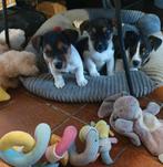 Drie dappere kleine Musketiers  zoeken huisje JACK RUSSELTJ, Jack Russell Terriër, Reu, 8 tot 15 weken, CDV (hondenziekte)