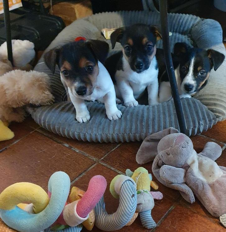 Drie dappere kleine Musketiers  zoeken huisje JACK RUSSELTJ, Dieren en Toebehoren, Honden | Jack Russells en Terriërs, Reu, Jack Russell Terriër