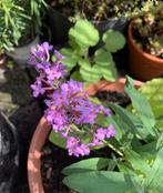 Vlinderstruik / Buddleja (licht-) Paars, Ophalen, Vlinderstruik, Struik, Minder dan 100 cm