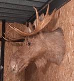 Eland kop , taxidermie., Ophalen, Gebruikt, Hert, Gewei of Kop