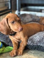 Red/cream nog 1 reutje mag het nestje verlaten, Dieren en Toebehoren, Reu, CDV (hondenziekte), 8 tot 15 weken, Korthaar