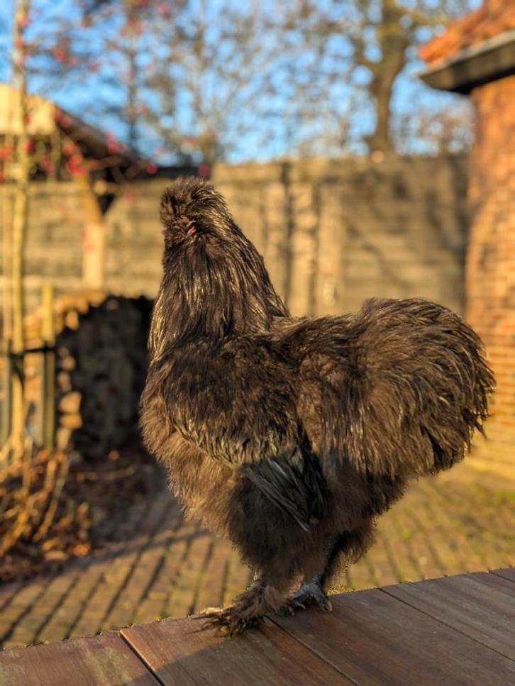 Tamme Zijdehoen Haan, Dieren en Toebehoren, Pluimvee