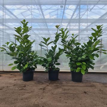 Laurier Rotundifolia 120 cm beschikbaar voor biedingen