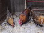 Goudbrakel krielen, Dieren en Toebehoren, Pluimvee, Meerdere dieren, Kip