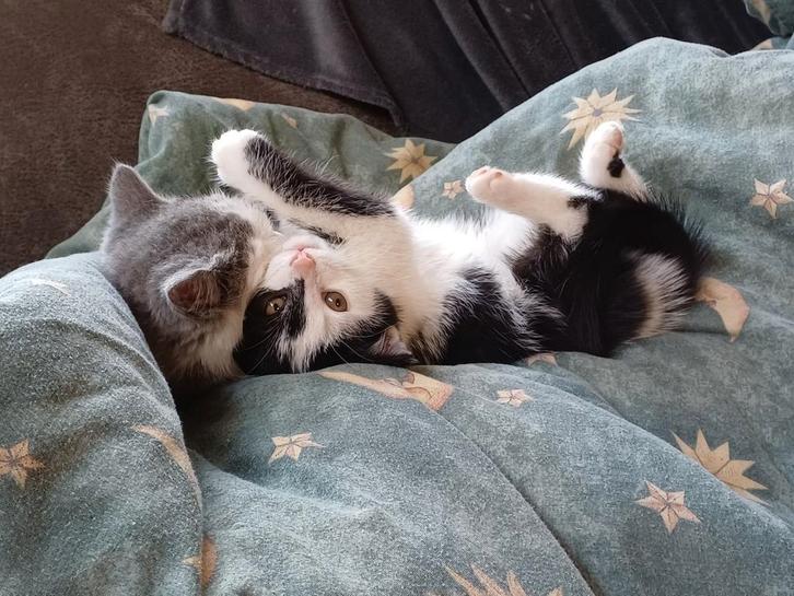 prachtige, sociale kittens - zwart/wit en grijs/wit katertje, Dieren en Toebehoren, Katten en Kittens | Overige Katten, Meerdere dieren