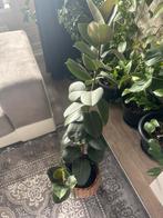 4 planten, Tuin en Terras, Planten | Bomen, Ophalen of Verzenden, Volle zon, Overige soorten, Minder dan 100 cm