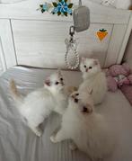 Perzische kittens + 1 poesje, Dieren en Toebehoren, Katten en Kittens | Raskatten | Langhaar, Meerdere dieren, 0 tot 2 jaar, Ontwormd