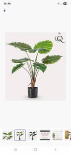 Mooie Kunstplant - Alocasia, Ophalen of Verzenden