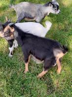 TE KOOP black and Tan dek bok., Dieren en Toebehoren, Schapen, Geiten en Varkens, Mannelijk, Geit, 0 tot 2 jaar