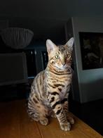 Bengaalse kitten (kater) te koop (Zie omschrijving!), Dieren en Toebehoren, Meerdere dieren, Gechipt, 0 tot 2 jaar