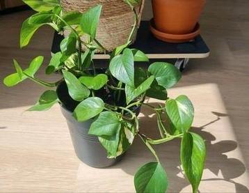 Epipremnum Scindapsus mooie groene plant 40cm kamerplant beschikbaar voor biedingen