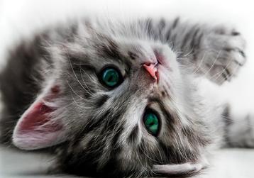 Sweet kitten fotobehang, poezen behang, huisdieren behang beschikbaar voor biedingen