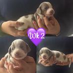 Zeer mooie dwergteckel teefje, isabella/tan piebald, Dieren en Toebehoren, België, Fokker | Hobbymatig, Rabiës (hondsdolheid)