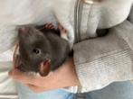 Ratjes, Dieren en Toebehoren, Knaagdieren, Maart, Meerdere dieren, Rat