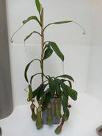 Nepenthes graciliflora, Huis en Inrichting, Kamerplanten, Overige soorten, In pot, Minder dan 100 cm, Bloeiende kamerplant