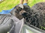 Gratis Oussant schapen (rammen), Dieren en Toebehoren, Schapen, Geiten en Varkens, Mannelijk, Schaap