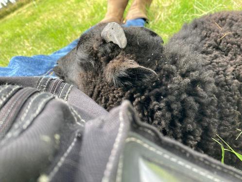 Oussant schapen (rammen), Dieren en Toebehoren, Schapen, Geiten en Varkens, Schaap, Mannelijk