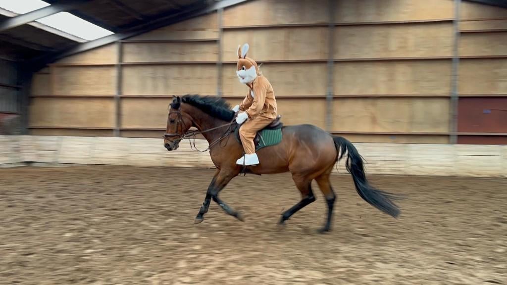 mascotte pakken te huur haas konijn paashaas voor 25 euro, Ophalen of Verzenden, Zo goed als nieuw, Overige