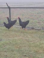 Jonge Barnevelder hanen, Dieren en Toebehoren, Pluimvee, Mannelijk, Kip