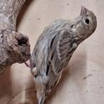 Jonge kanarie s, Dieren en Toebehoren, Vogels | Kanaries, Geslacht onbekend, Zangkanarie