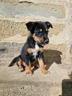 Puppys zoeken een thuis/familie, Dieren en Toebehoren, Particulier, Rabiës (hondsdolheid), Overige rassen, 8 tot 15 weken