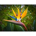 Strelitzia Nicolai/reginae - Paradijsvogelbloem g83267, Tuin en Terras, Planten | Tuinplanten, Ophalen of Verzenden