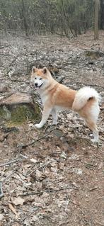 Pup mama samojeed x husky papa volle samojeed, 8 tot 15 weken, Teef, Poolhond, Eén hond