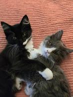 Speelse, lieve 3/4 Maine coon x 1/4 Ragdoll kittens, Dieren en Toebehoren, Katten en Kittens | Raskatten | Langhaar, Meerdere dieren
