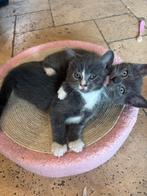 4 lieve sociale kittens, Dieren en Toebehoren, Katten en Kittens | Overige Katten, Meerdere dieren, Kortharig, 0 tot 2 jaar