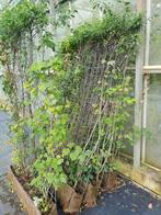 HAAG bio-scherm diverse struiken staalmat 120x180 eco-HAAG, Overige soorten, Vaste plant, Ophalen of Verzenden, Halfschaduw