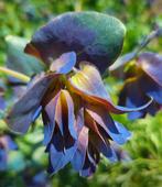 🌸 Bio zaden Cerinthe major (wasbloem), Verzenden, Voorjaar, Volle zon, Zaad