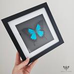 Vlinder in lijst, Wings & Flowers, Minder dan 50 cm, Touwbaan 11, Lekkerkerk, Nieuw