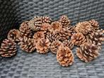 150 of meer op aanvraag. Kleine dennenappels 3 4 5 6 cm, Ophalen, Nieuw
