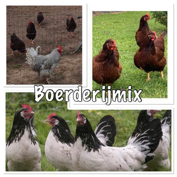 Boerderijmix broedeieren - grote gezonde broed eieren, Dieren en Toebehoren, Pluimvee, Kip, Geslacht onbekend