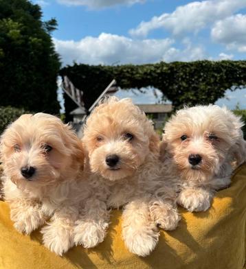 Maltipoo pups beschikbaar voor biedingen