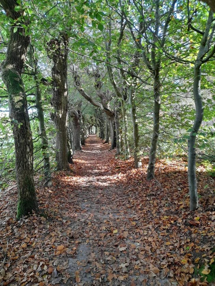 Hondenpension Wijhe, Diensten en Vakmensen, Dieren | Honden | Verzorging, Oppas en Les, Particuliere oppas, Pension of Dagopvang