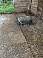 Göttinger varken, Dieren en Toebehoren, Schapen, Geiten en Varkens, Mannelijk, Geit