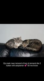 Katten, Dieren en Toebehoren, Meerdere dieren, Ontwormd, 3 tot 5 jaar