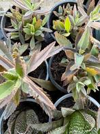 Mother of Thousands, Huis en Inrichting, Kamerplanten, Ophalen of Verzenden, Halfschaduw, Minder dan 100 cm