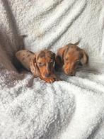 Prachtige teckel puppy's , standaard, kortharig, Dieren en Toebehoren, Honden | Teckels en Dashonden, Standaard, CDV (hondenziekte)