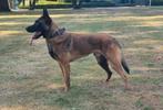 Mechelse herder, Dieren en Toebehoren, Honden | Herdershonden en Veedrijvers, Reu, CDV (hondenziekte), 1 tot 2 jaar, Eén hond