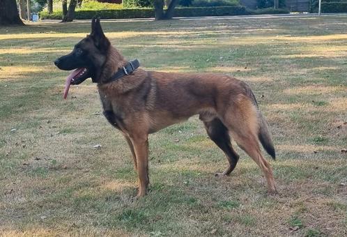 Mechelse herder, Dieren en Toebehoren, Honden | Herdershonden en Veedrijvers, Reu, Herder, Particulier, Eén hond, Nederland, 1 tot 2 jaar