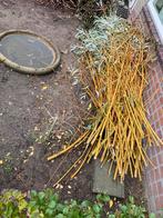 Gratis wilgentakken ( vd gele knotwilg 3m lang), Tuin en Terras, Ophalen, Halfschaduw